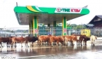由于道路封闭和全球油价上涨，缅甸部分地区燃料短缺
