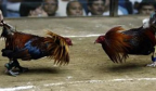 利爪出击！在线斗鸡投注在菲律宾立法机构引发争执