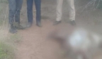 误触地雷，柬埔寨放牛娃和牛双双被炸身亡