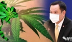 “黄赌毒战略”第一步：泰国大麻合法解禁……