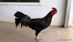 柬埔寨警方突击一斗鸡场，赌客跑光仅一只鸡“被捕”