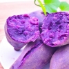 有声的紫薯