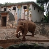 大象一只