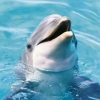 仰口湾海豚