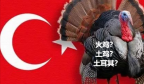 再见“土鸡”！土耳其，为什么想把英文名从Turkey改为Turkiye？