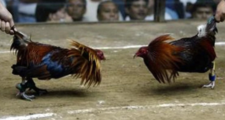 利爪出击！在线斗鸡投注在菲律宾立法机构引发争执