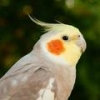 巴伐利亚百灵鸟