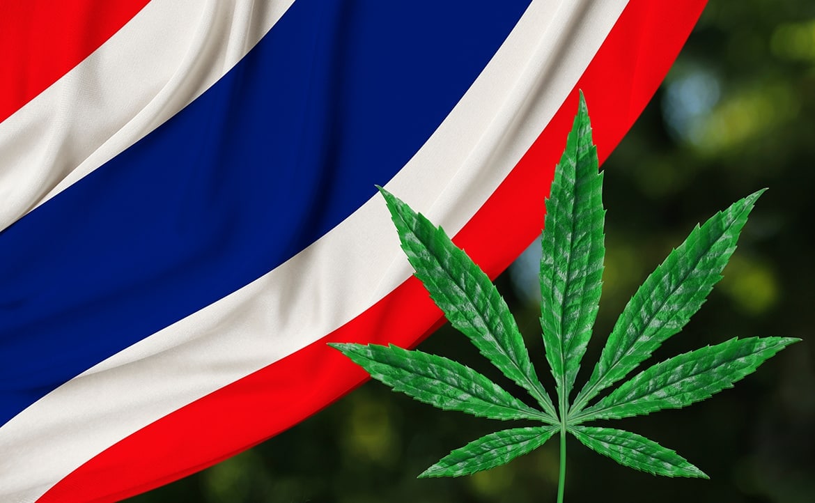 新商机来了！？泰国大麻去刑事化后已吸引12亿泰铢投资
