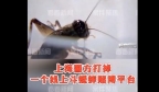 上海捣毁线上斗蟋蟀赌博平台 涉案金额4000余万元