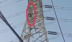 疑似神智不清，柬埔寨一中国男子在赌场附近爬上电杆